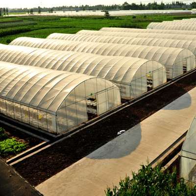 polytunnel film greenhouse  for vegetable