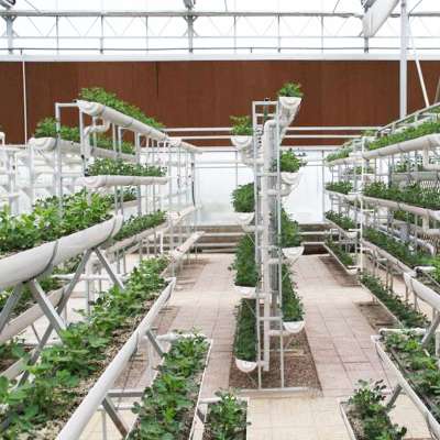 commercial garden vegetable greenhouse for sale for tomatoes