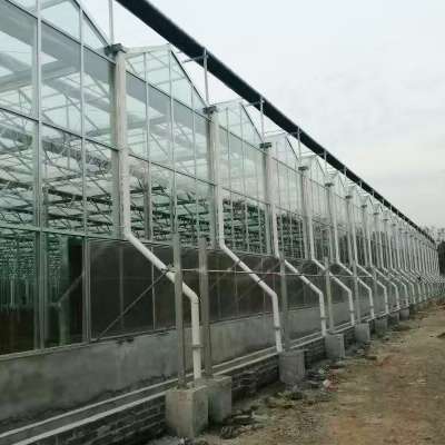 commercial large agricultural Glass greenhouse for vegetable